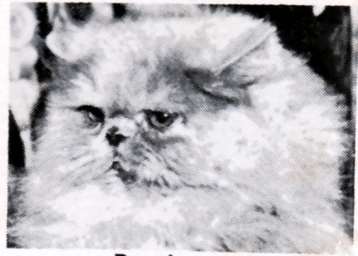 1965 Best LH Female Kitten Larks-Purr Precious of Castilia