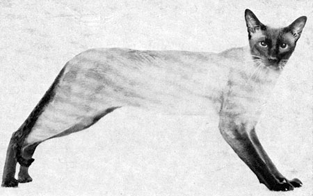 Best Cat: 1970: Karnak Zapata