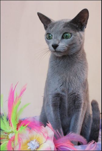 Kyina Fairytale - Russian Blue Cat