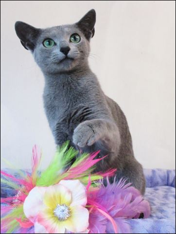Sereshka Lyra Silvertongue of Kyina - Russian Blue Cat
